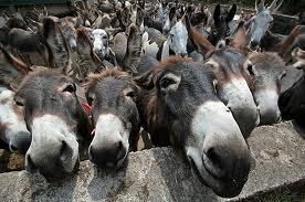 Donkeys